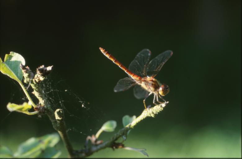 Free stock image of DRAGONFLY created by MUNCH PIERRE