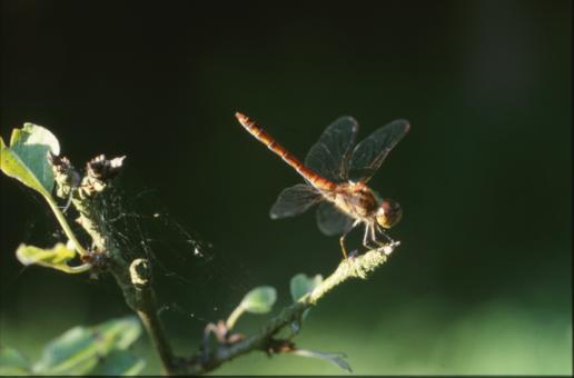 Free Stock Photo of DRAGONFLY