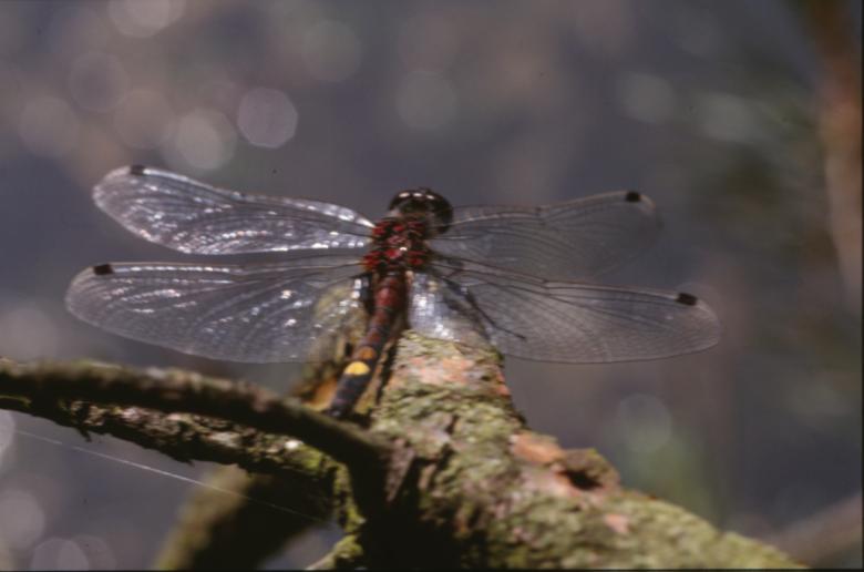 Free stock image of DRAGONFLY created by MUNCH PIERRE