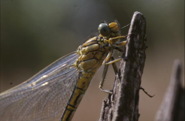 Free stock image of DRAGONFLY created by MUNCH PIERRE