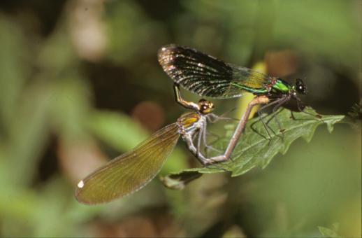 Free Stock Photo of DRAGONFLY