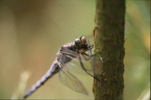Free Stock Photo of DRAGONFLY