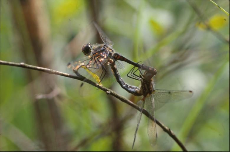 Free stock image of DRAGONFLY created by MUNCH PIERRE