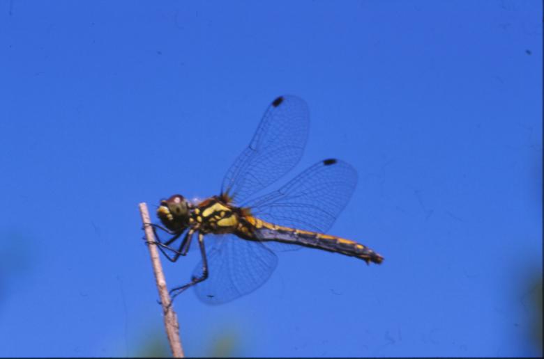 Free stock image of DRAGONFLY created by MUNCH PIERRE