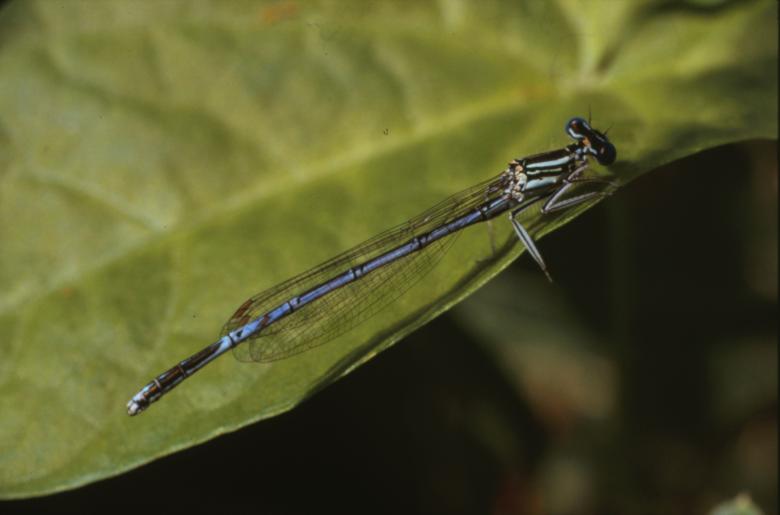Free stock image of DRAGONFLY created by MUNCH PIERRE