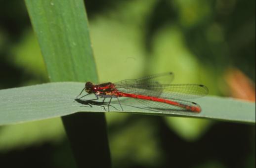Free Stock Photo of DRAGONFLY