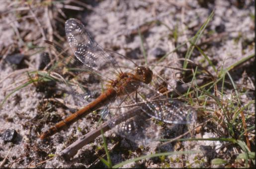 Free Stock Photo of DRAGONFLY