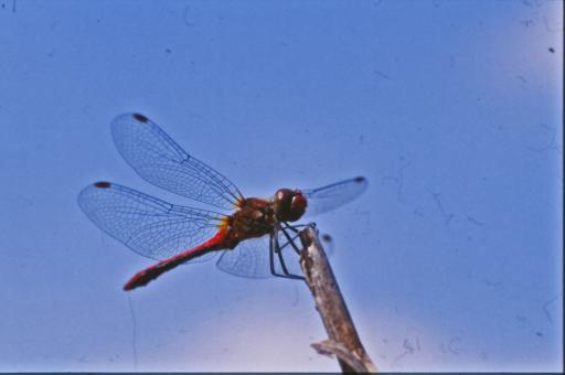 Free Stock Photo of DRAGONFLY