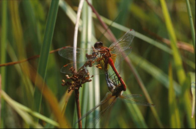 Free stock image of DRAGONFLY created by MUNCH PIERRE