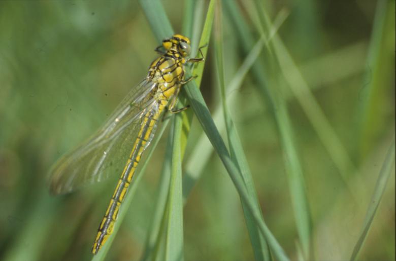 Free stock image of DRAGONFLY created by MUNCH PIERRE
