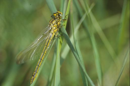 Free Stock Photo of DRAGONFLY
