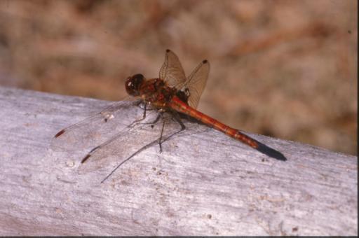 Free Stock Photo of DRAGONFLY