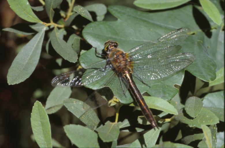 Free stock image of DRAGONFLY created by MUNCH PIERRE