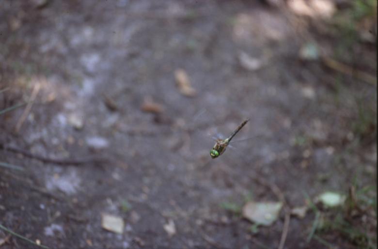 Free stock image of DRAGONFLY created by MUNCH PIERRE