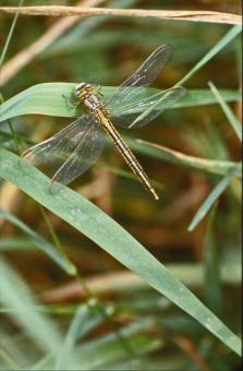 Free Stock Photo of DRAGONFLY