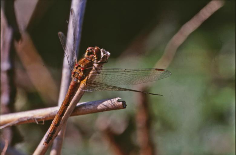 Free stock image of DRAGONFLY created by MUNCH PIERRE