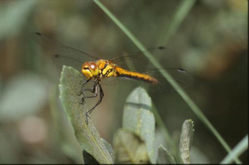 Free Stock Photo of DRAGONFLY