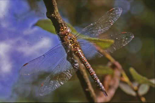 Free Stock Photo of DRAGONFLY