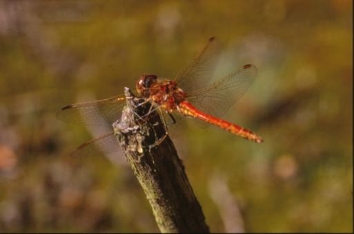 Free Stock Photo of DRAGONFLY