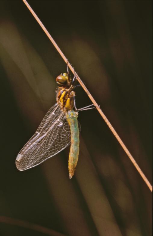 Free stock image of DRAGONFLY created by MUNCH PIERRE