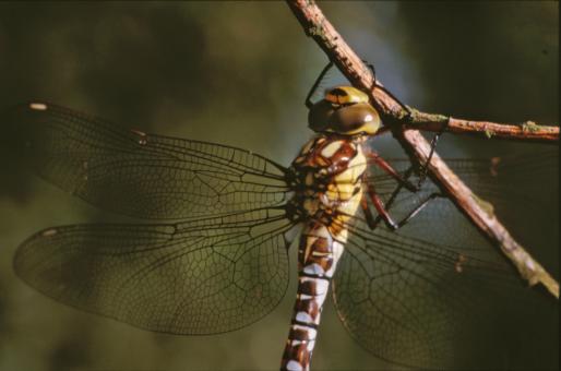 Free Stock Photo of DRAGONFLY
