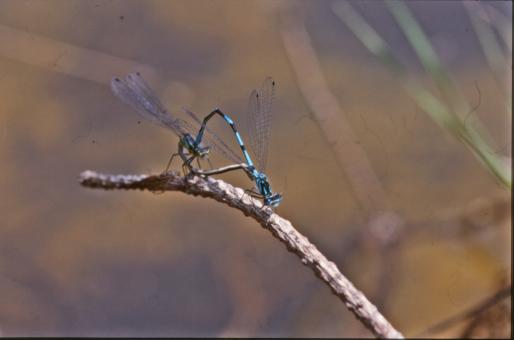 Free Stock Photo of DRAGONFLY