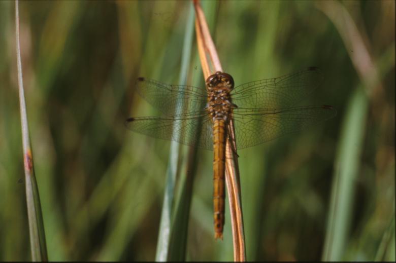 Free stock image of DRAGONFLY created by MUNCH PIERRE