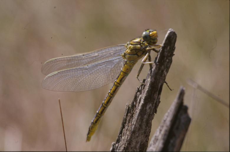 Free stock image of DRAGONFLY created by MUNCH PIERRE