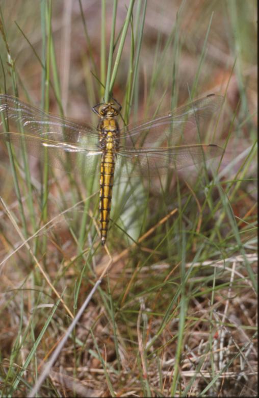 Free stock image of DRAGONFLY created by MUNCH PIERRE