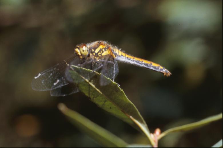 Free stock image of DRAGONFLY created by MUNCH PIERRE