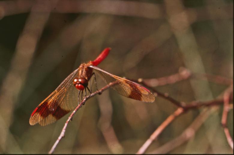 Free stock image of DRAGONFLY created by MUNCH PIERRE