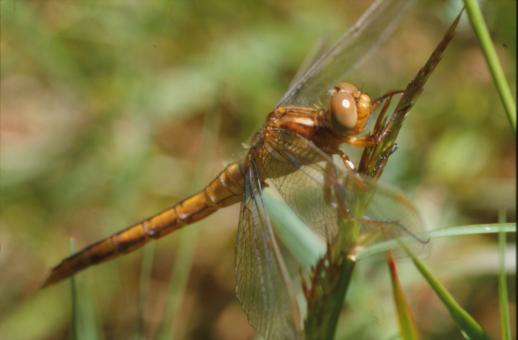 Free Stock Photo of DRAGONFLY