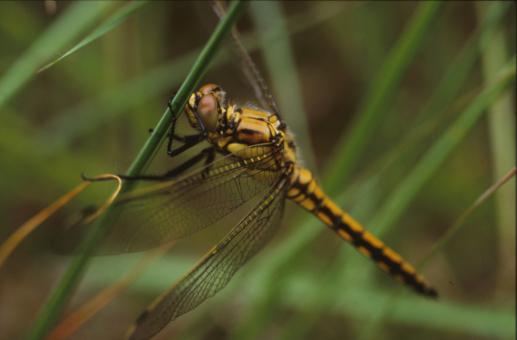 Free Stock Photo of DRAGONFLY