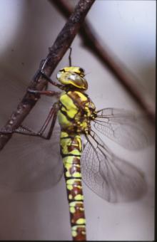 Free Stock Photo of DRAGONFLY