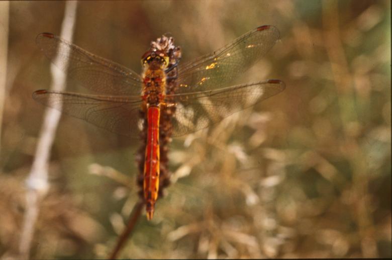 Free stock image of DRAGONFLY created by MUNCH PIERRE
