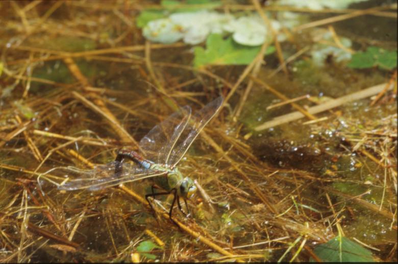 Free stock image of DRAGONFLY created by MUNCH PIERRE