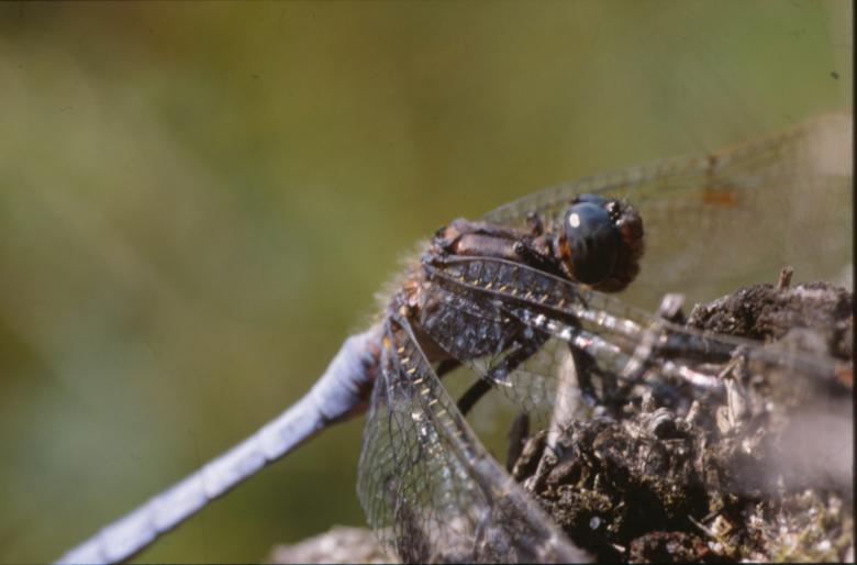 Free stock image of DRAGONFLY created by MUNCH PIERRE