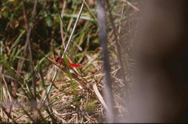 Free stock image of DRAGONFLY created by MUNCH PIERRE
