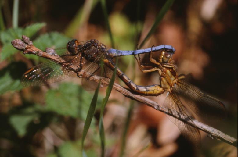 Free stock image of DRAGONFLY created by MUNCH PIERRE