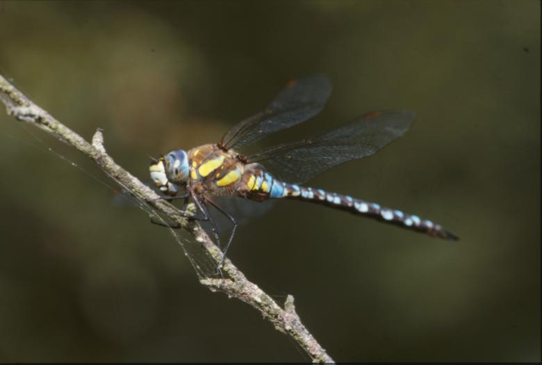 Free stock image of DRAGONFLY created by MUNCH PIERRE
