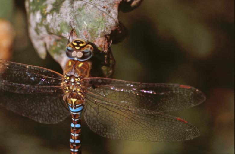 Free stock image of DRAGONFLY created by MUNCH PIERRE
