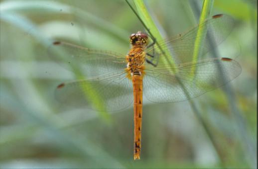 Free Stock Photo of DRAGONFLY