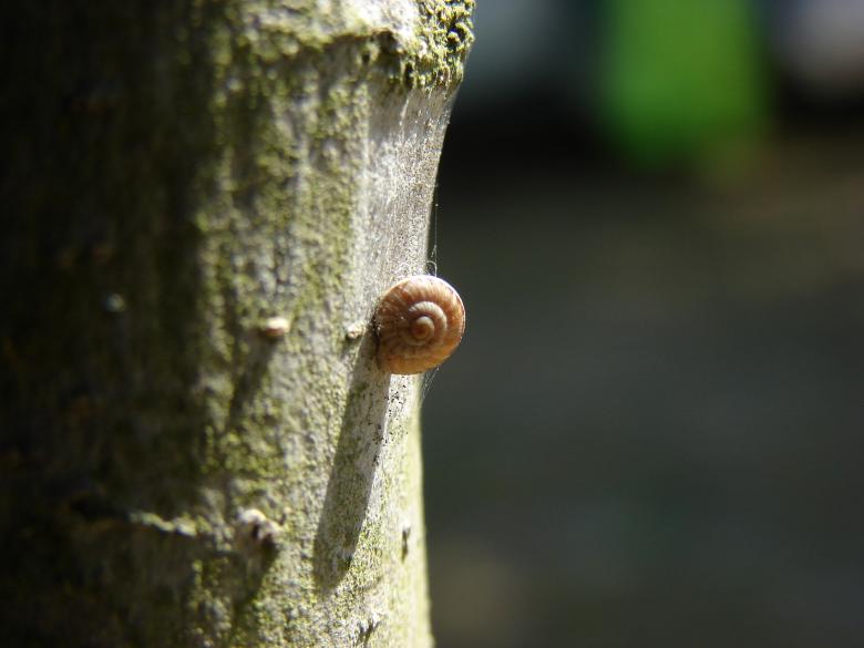 Free stock image of Snail on Tree created by Stefan Giuliani