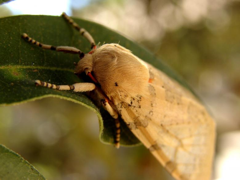 Free stock image of Moth created by Stefan Giuliani