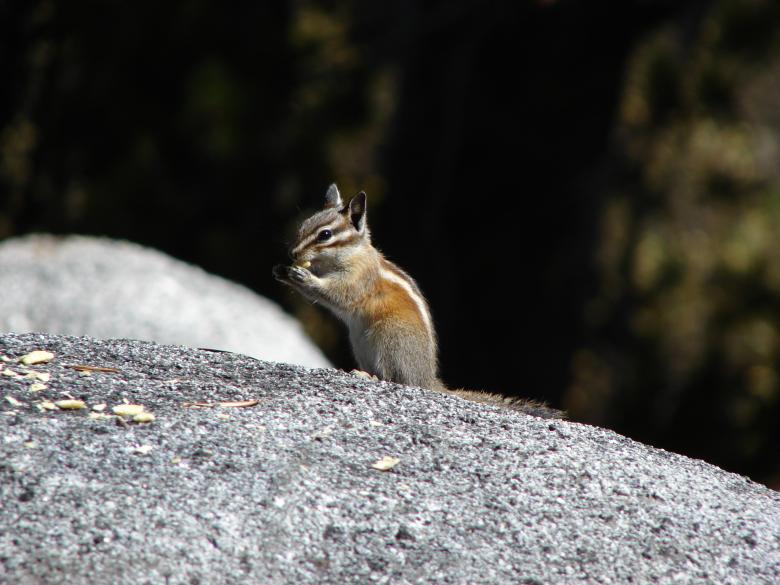Free stock image of Eating Chipmunk created by Stefan Giuliani