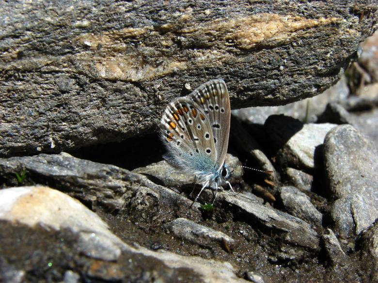 Free stock image of Butterfly created by Stefan Giuliani