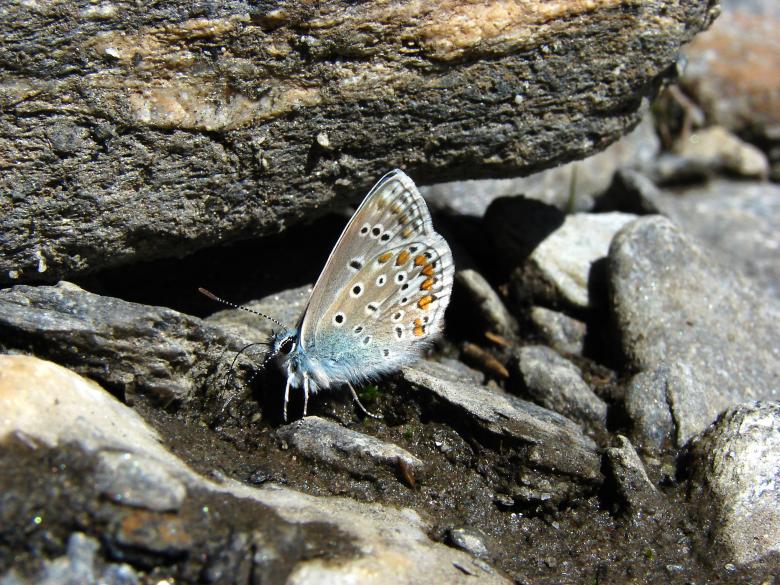 Free stock image of Butterfly created by Stefan Giuliani