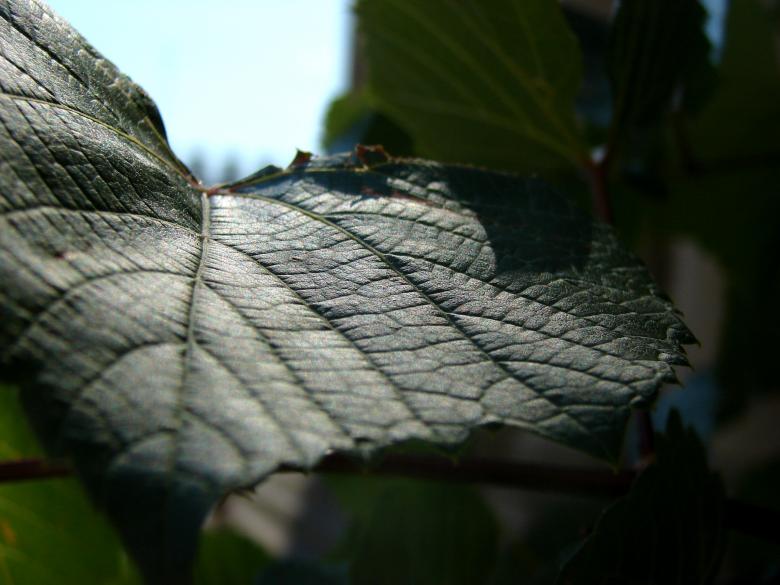 Free stock image of Vine Leaf created by Stefan Giuliani