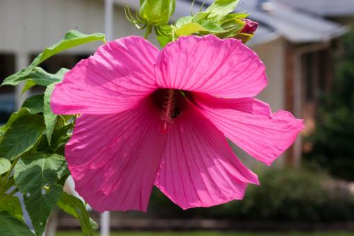 Pink Flowers - Free Stock Photo
