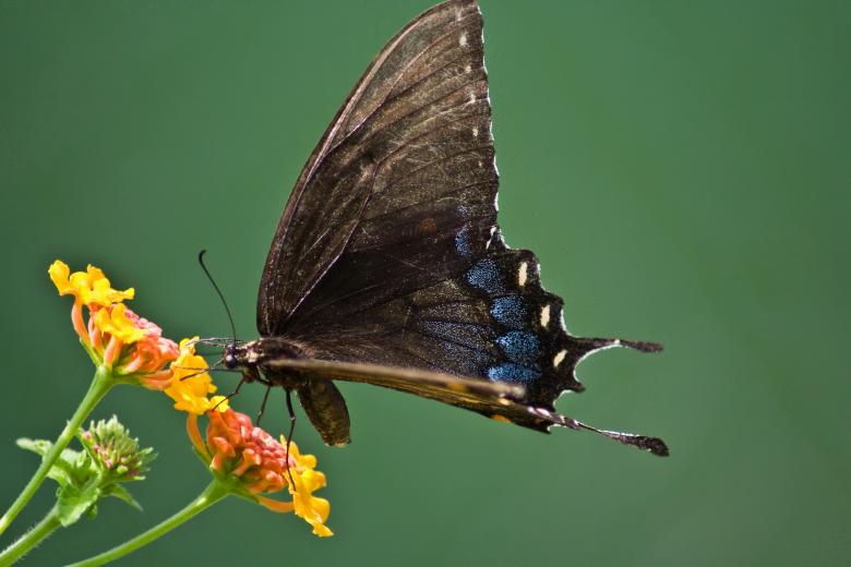 Free stock image of Butterflies and Flowers created by Marianne Venegoni